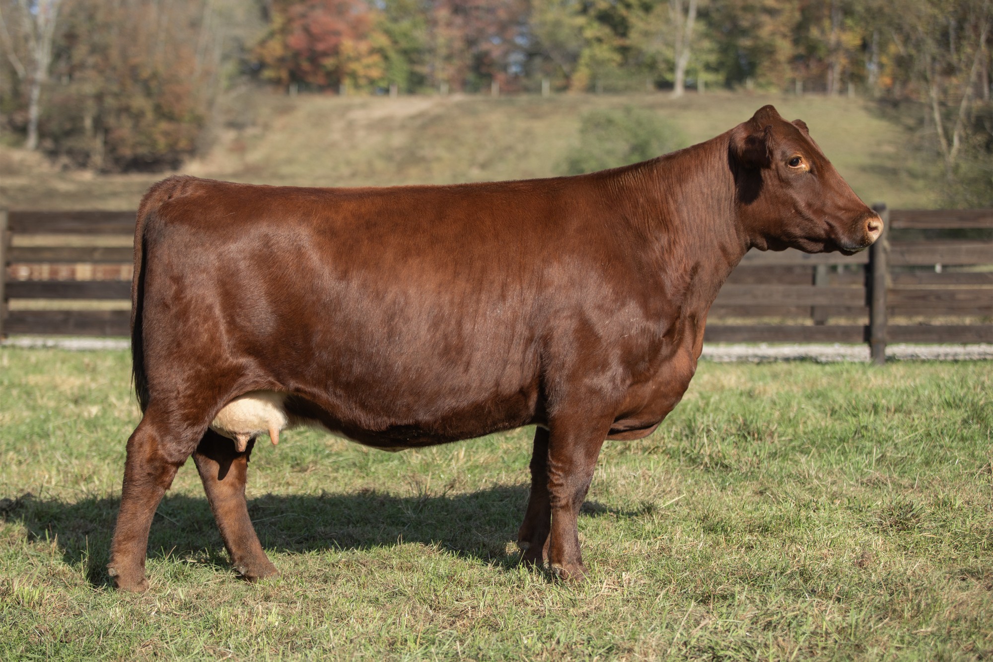 PVF DOT NITA 25J
