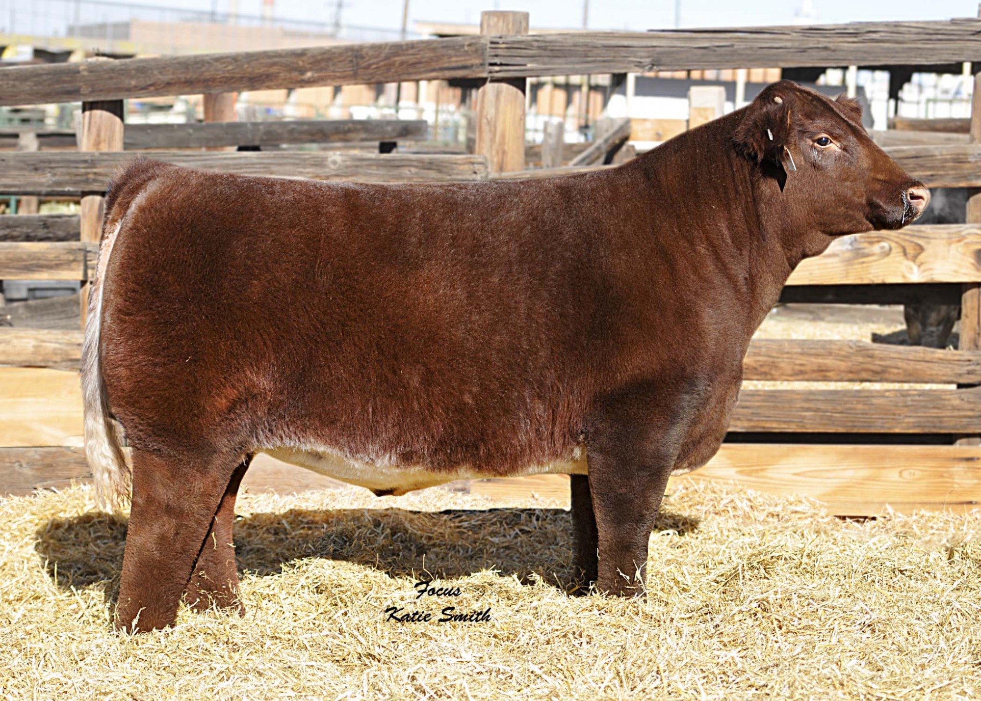 JSF MCCOY 39Z
