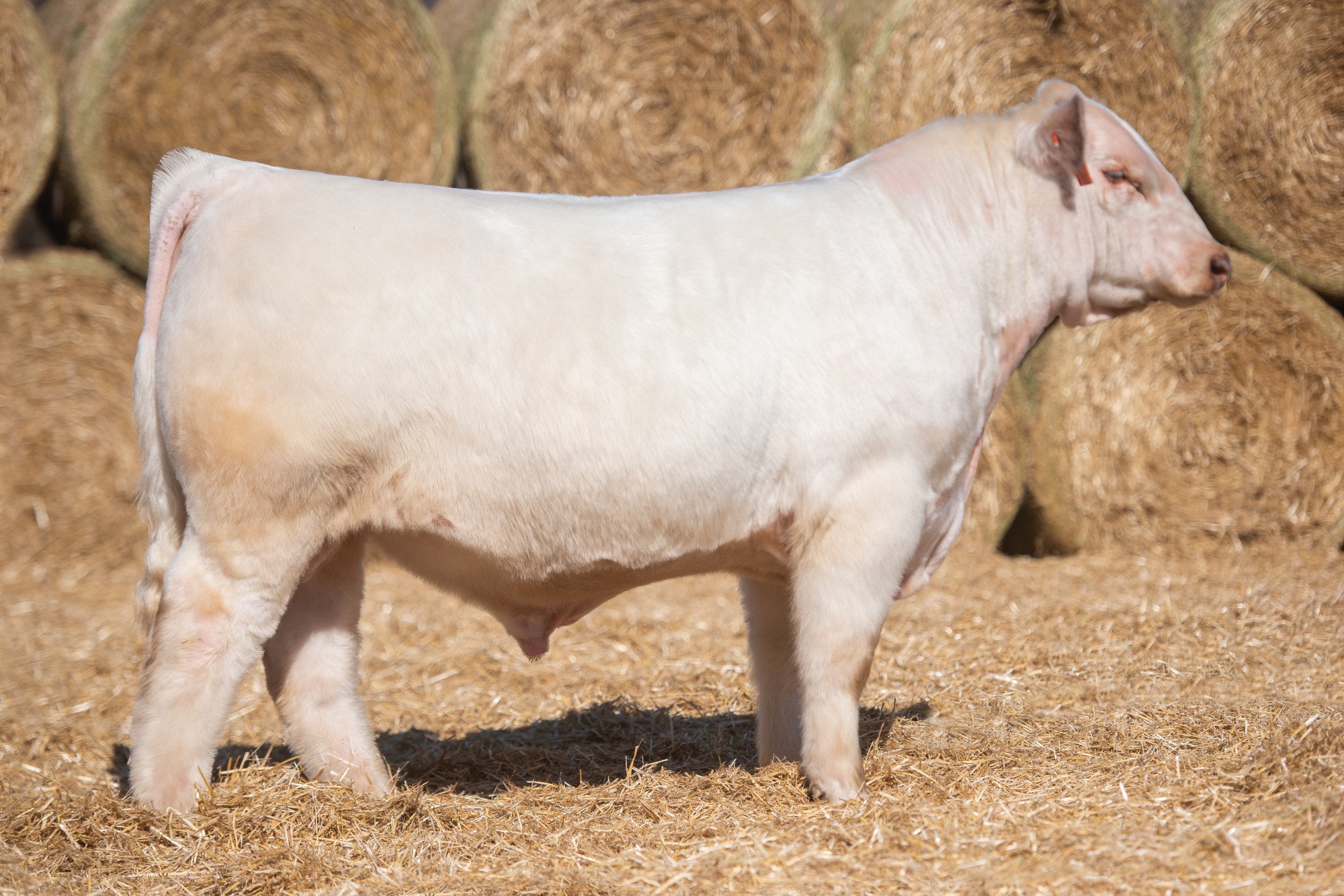 	BECKLER MAVERICK 14L