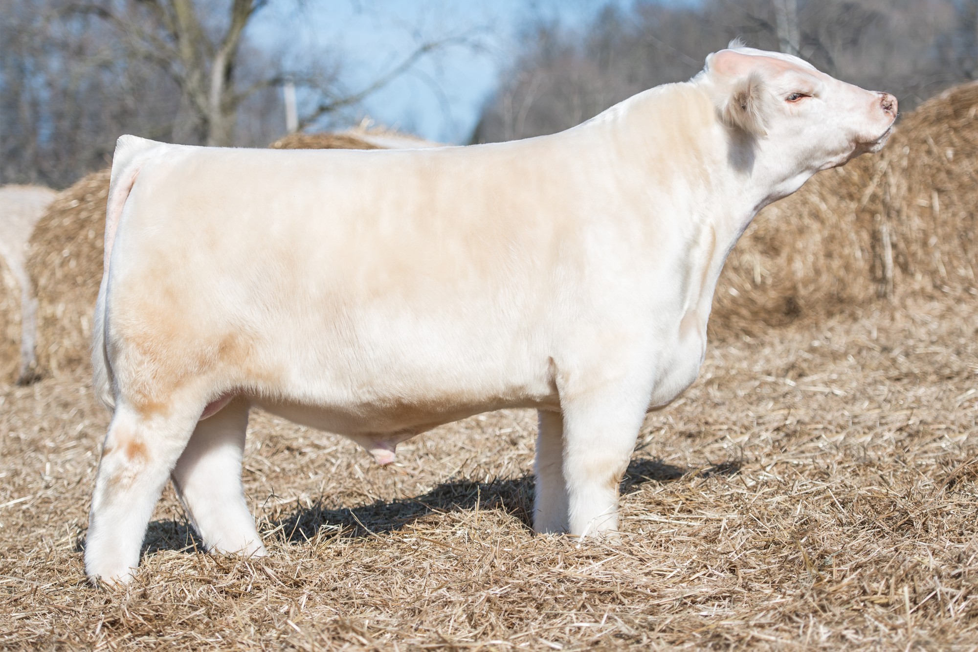 PVF CREDENCE 9C