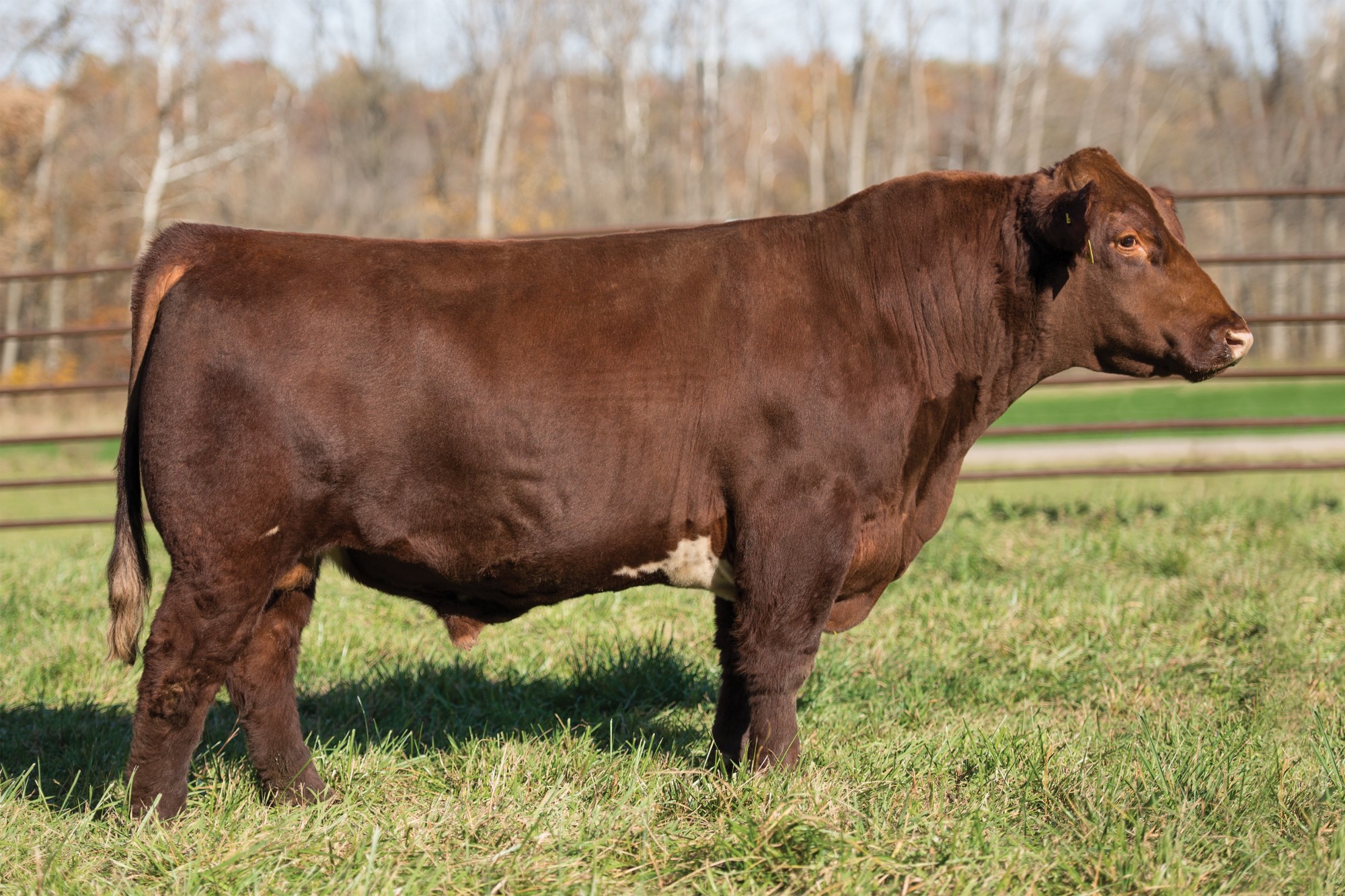 LEVELDALE RINGO 337A