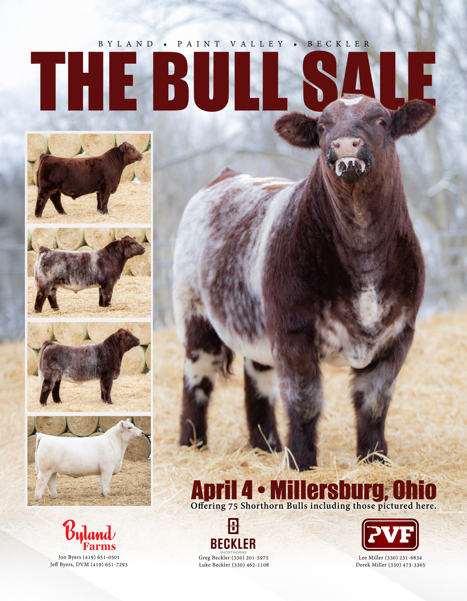 The Bull Sale