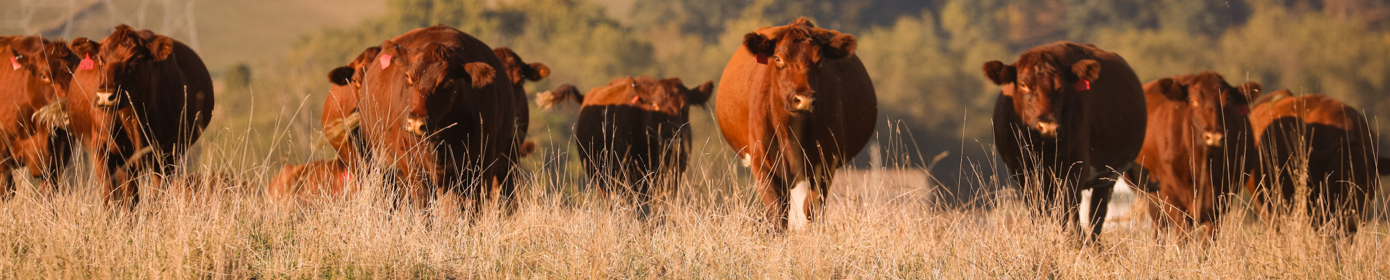 The dam of your next herd bull....